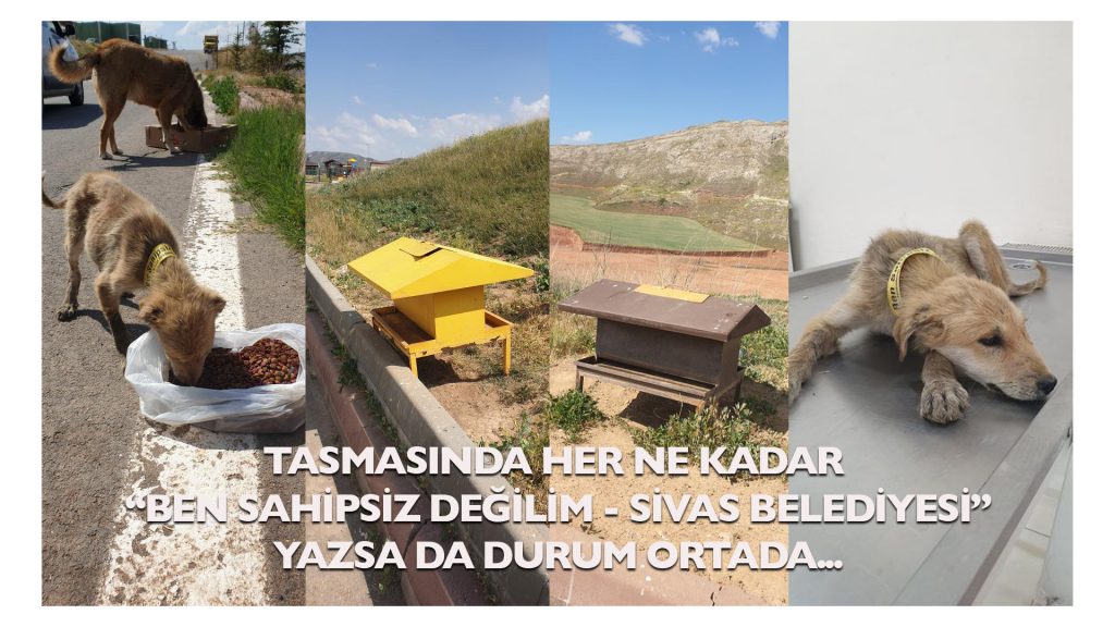Sivas Belediyesi’nin Hayvan Sevgisi Göstermelik mi?