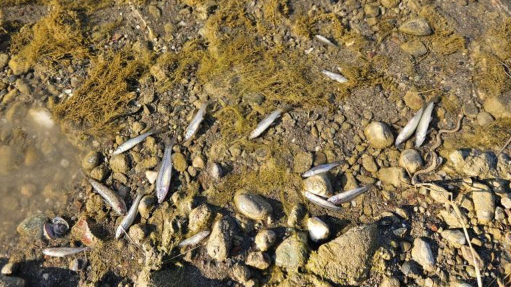 Kızılırmak’taki balık ölümlerine ilişkin inceleme başlatıldı