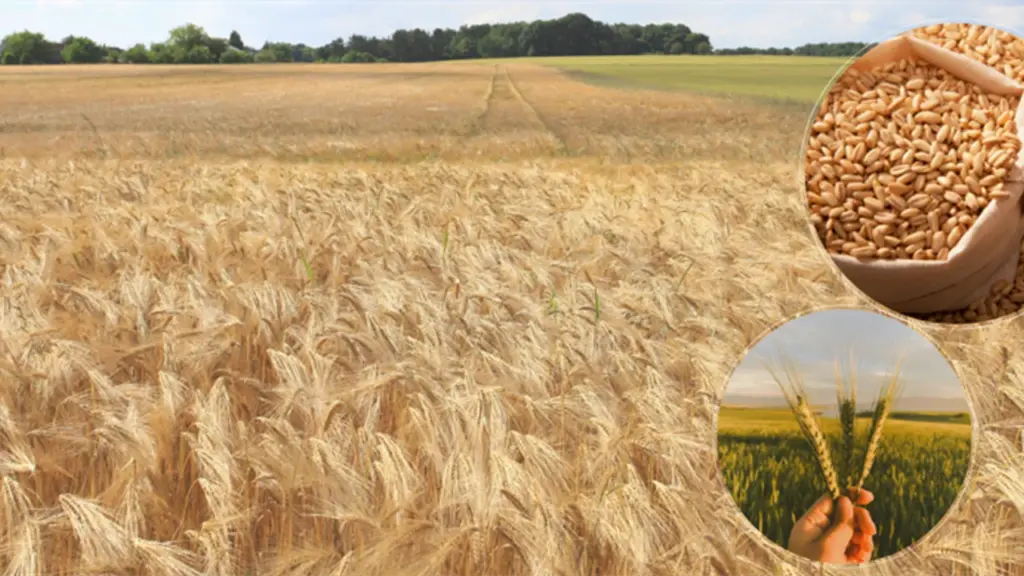 Üreticilerin Hesaplarına Aktarılan Tarımsal Destekleme Ödemeleri Hakkında Detaylar