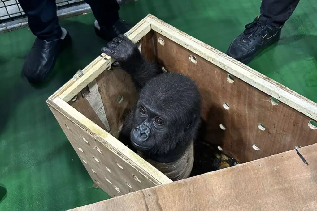 İstanbul Havalimanındaki Yavru Goril Hakkında Bakanlıktan Özel Paylaşım