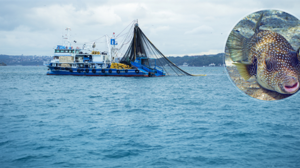 Akdeniz’de Balon Balığı İstilası: Etkin Mücadele Stratejileri