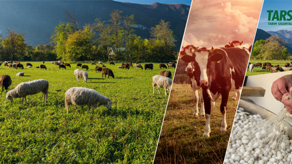 Bakanlıktan Çiftçilere Özel Tarım Sigortası Desteği