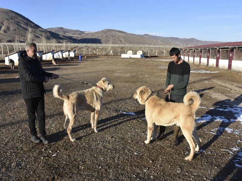Kangal Köpeği Sevgisini Safkan Üretim Çiftliğine Dönüştüren Adamın Hikayesi