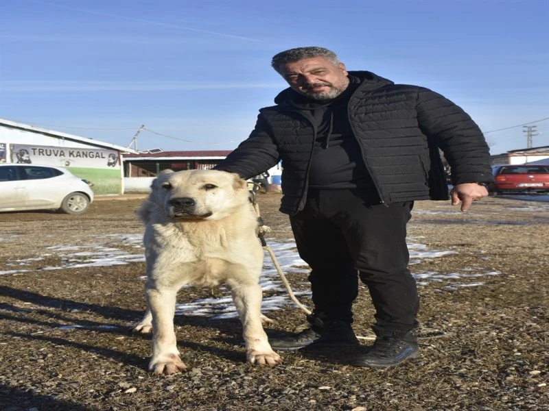 Kangal Köpeği Sevgisini Safkan Üretim Çiftliğine Dönüştüren Adamın Hikayesi