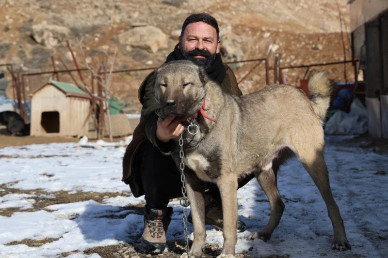 Sivas’ın Kangal Köpekleri, Yazın Kavurucu Sıcaklarında Tembellik Yapıyor