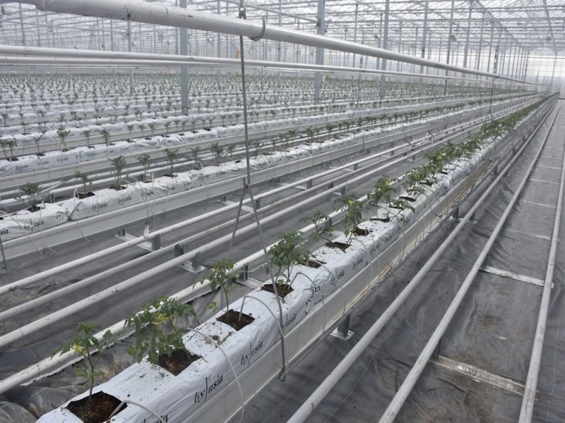 Sivas’ta Düşük Enerjiyle İşleyen Dev Cam Sera: Türkiye’ye İlham Verecek Bir Proje