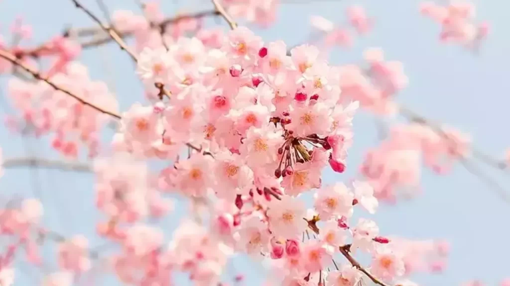 Cemre Nedir? Baharın Müjdecisi