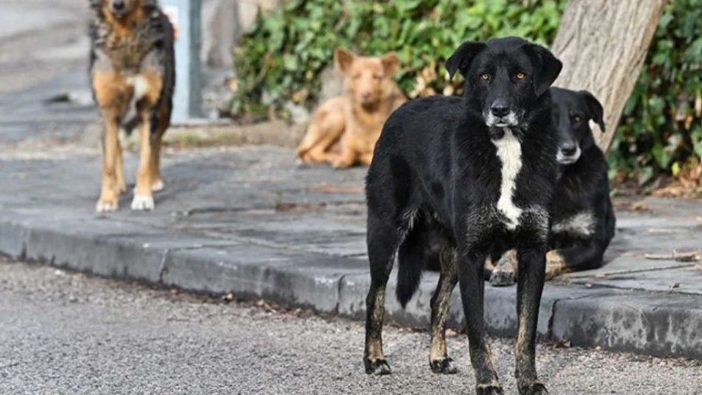 Diyarbakır’da Köpek Saldırısı