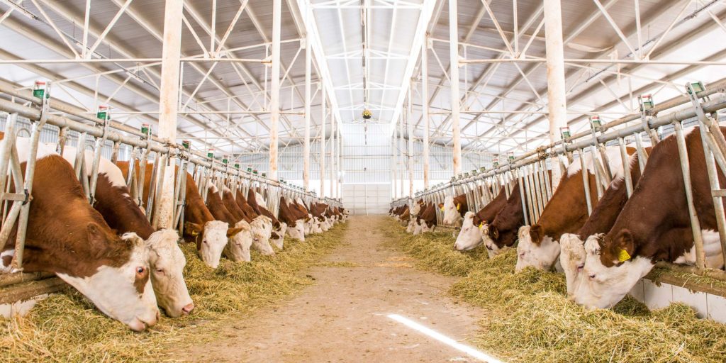 2024 Yılı Hayvansal Üretim İstatistikleri Açıklandı