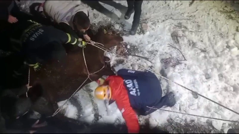 İneğin Boş Havuzdan Kurtarılması