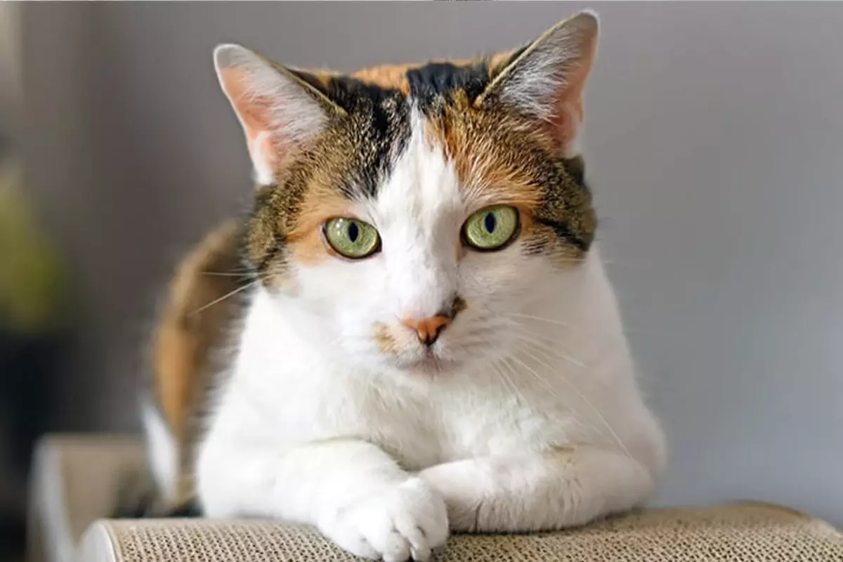 İsviçre’de Hayvan İstismarı Davası: Kedinin Onuru