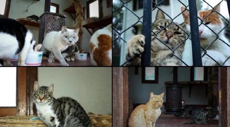 Osmangazi’de Sahipsiz Hayvanlar Doğal Yaşam ve Tedavi Merkezi