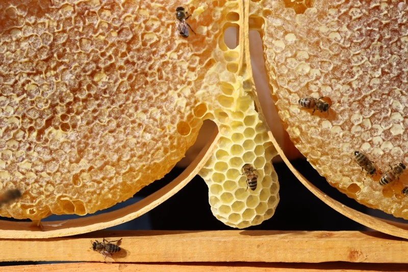 Sivas’ta Arıcılık ve Bal Üretimi: 2024 Verileri