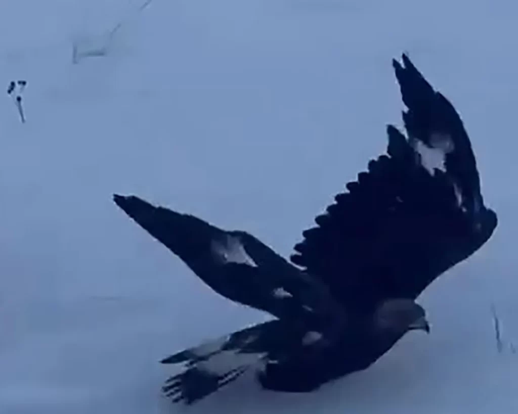 Sivas’ta Yaralı Kartal Kurtarılamadı