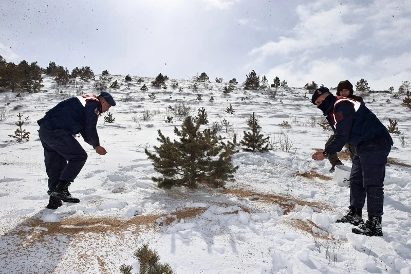 Yaban Hayvanları İçin Kış Destek Faaliyeti Sivas’ta Gerçekleştirildi