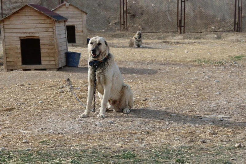 Kangal Köpekleri İlk Yavrularını Dünyaya Getirdi