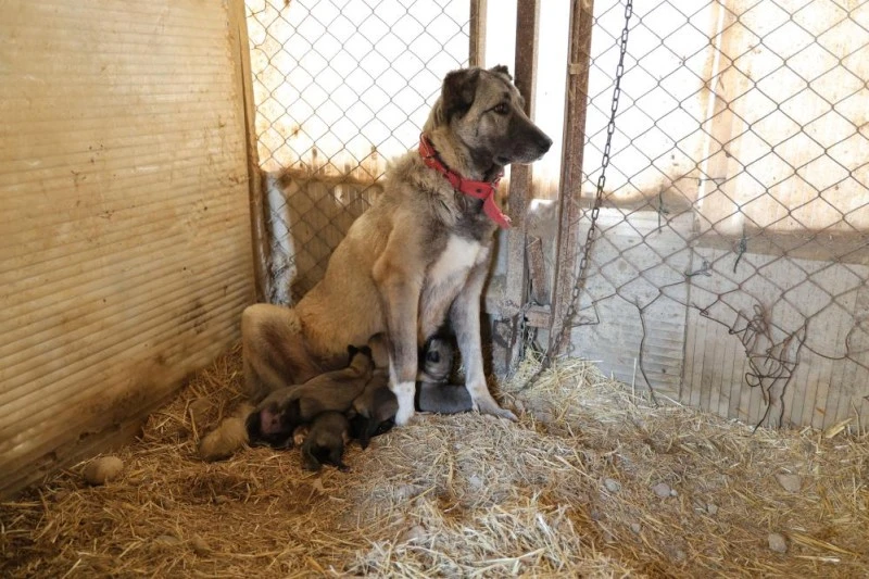 Kangal Köpekleri İlk Yavrularını Dünyaya Getirdi