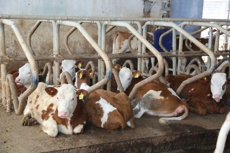 Sivas’ın Tarım ve Hayvancılıkta Öne Çıkışı