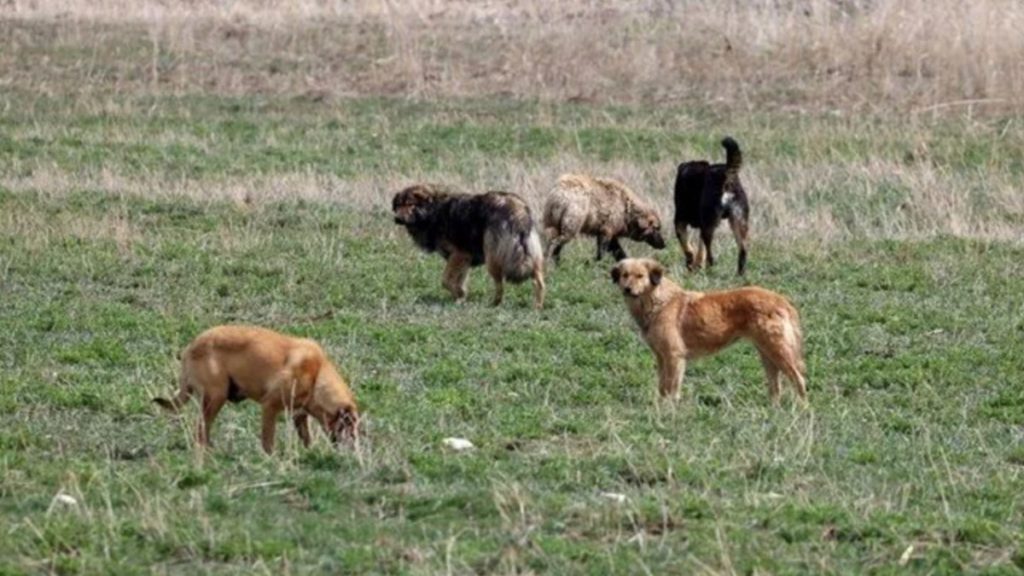 Sokak Köpekleri Sorunu İçin Yeni Yasa Düzenlemeleri