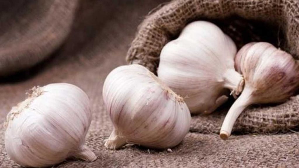 Tarım ve Orman Bakanı Yumaklı, Taşköprü’de Kadınlarla Sarımsak Ekim Etkinliğinde Buluştu