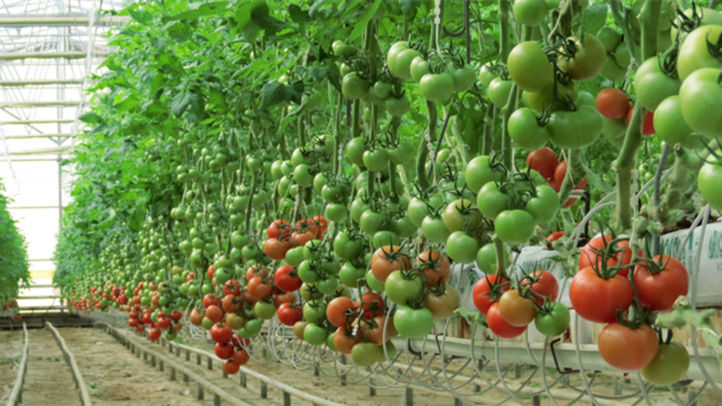 Yozgat’ta Jeotermal Kaynaklı Sera Protokolü Onaylandı