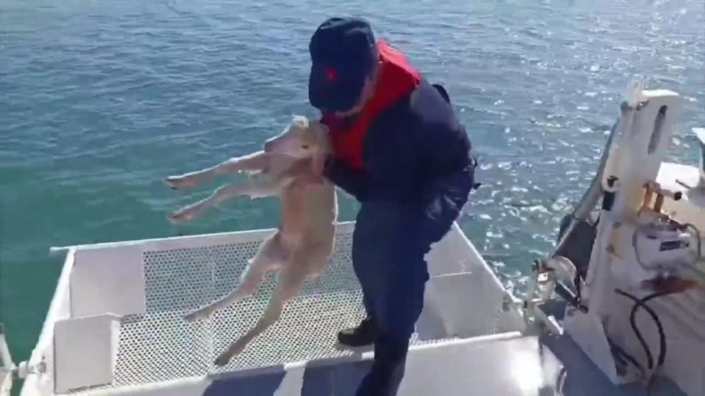 Balıkesir Ayvalık’ta Sürüklenen Kuzu Sahil Güvenlik Tarafından Kurtarıldı