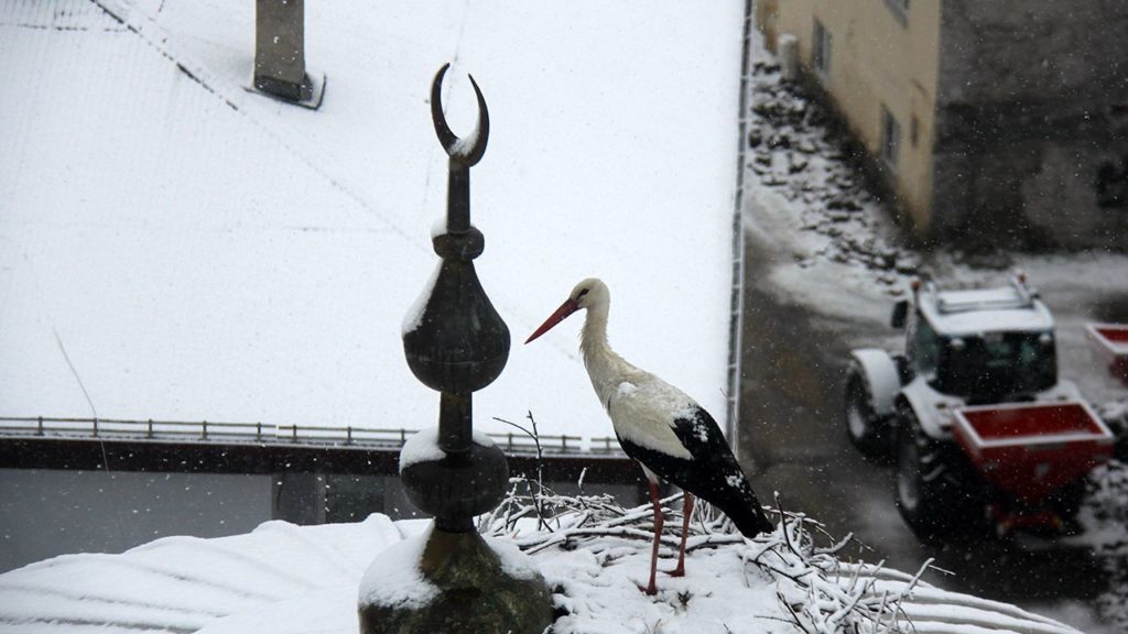 Hava Şartlarıyla Mücadele Eden Leylekler