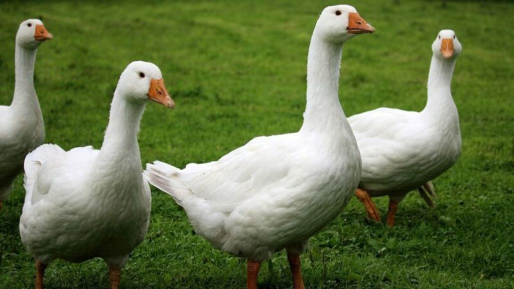 Kanada’da Kaz Saldırılarına Karşı Uyarılar Artıyor