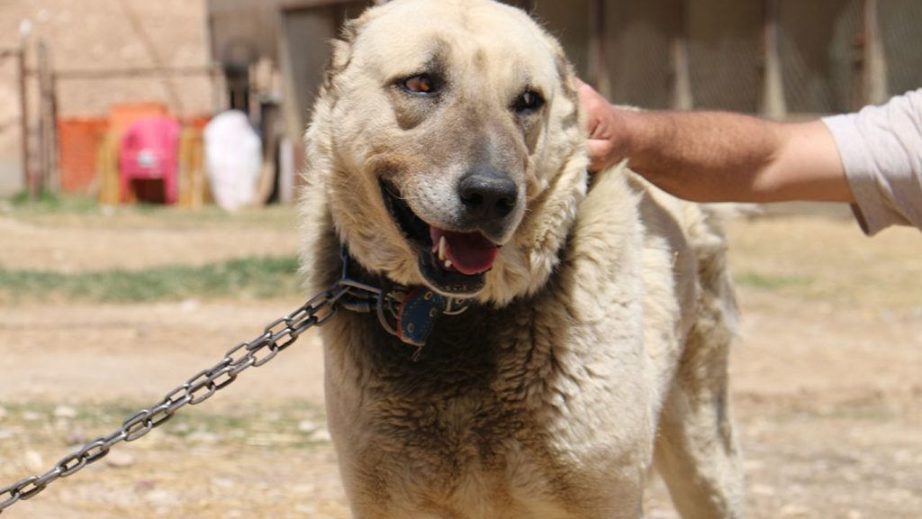 Kangal Köpekleri Mevsim Değişikliklerinden Olumsuz Etkileniyor