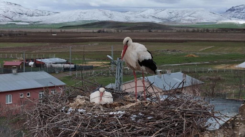 Kışın Zorlu Şartlarında Leyleklerin Mücadelesi