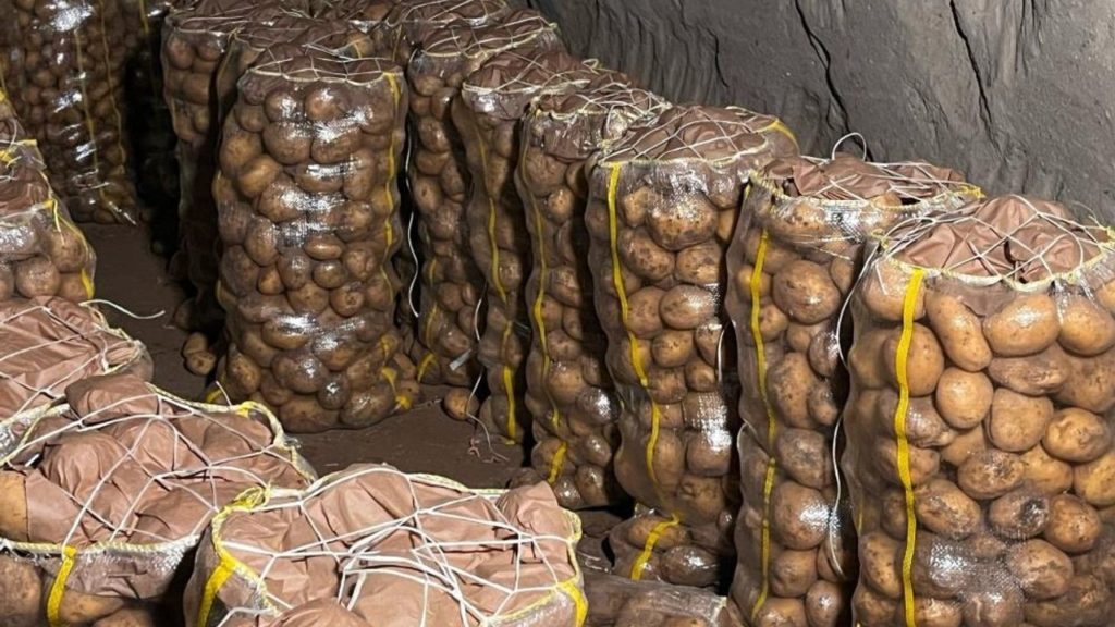 Nevşehir’den Türkiye’nin Her Noktasına Patates Sevkiyatı Başladı