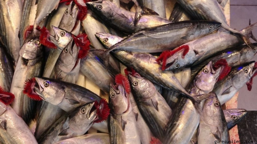 Bu Yıl Palamut Bolluğu Yaşandı, Marmara’da Müsilaj Sezonu Erken Bitirdi