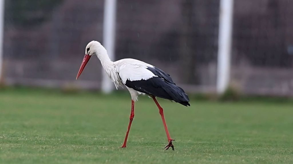 Sivasspor’un Geleneksel Leylek Ziyareti: Yiğido