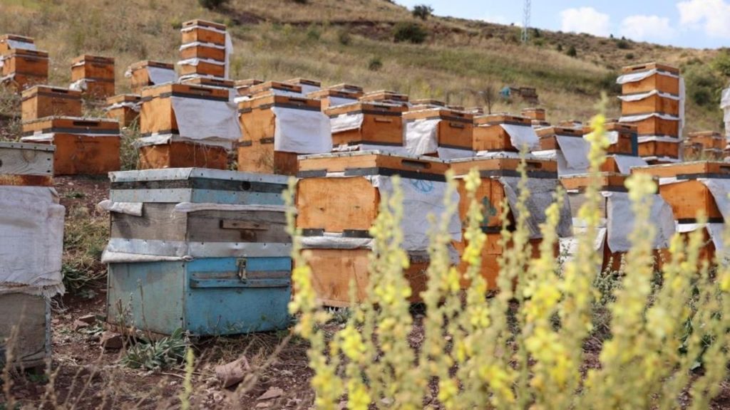 İklim Anomalisi Arıları Vurdu, Sivas’ta Bal Krizi Kapıda