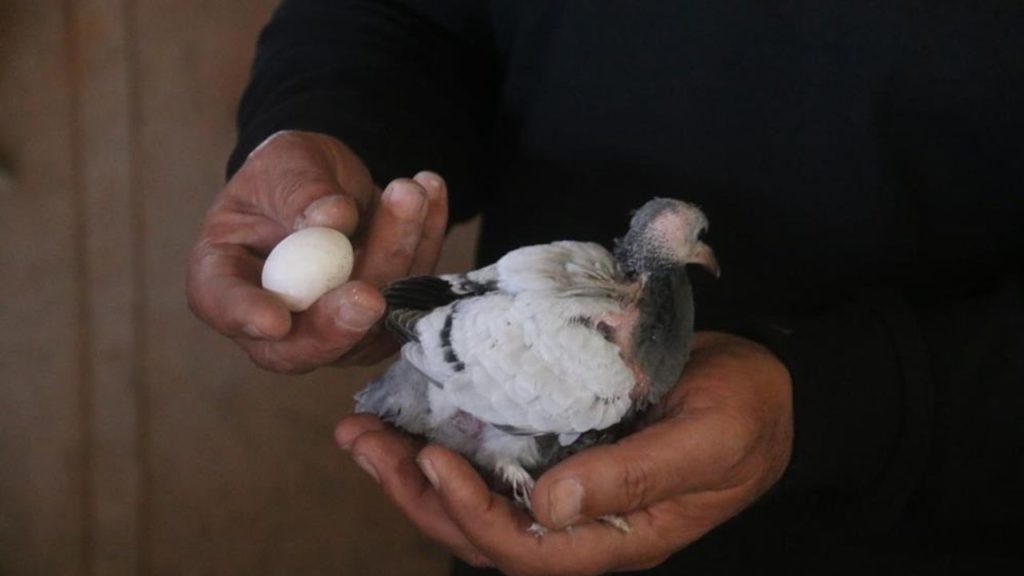 Sivas’ta Taklacı Güvercinlerin Zorlu Yumurtlama Dönemi