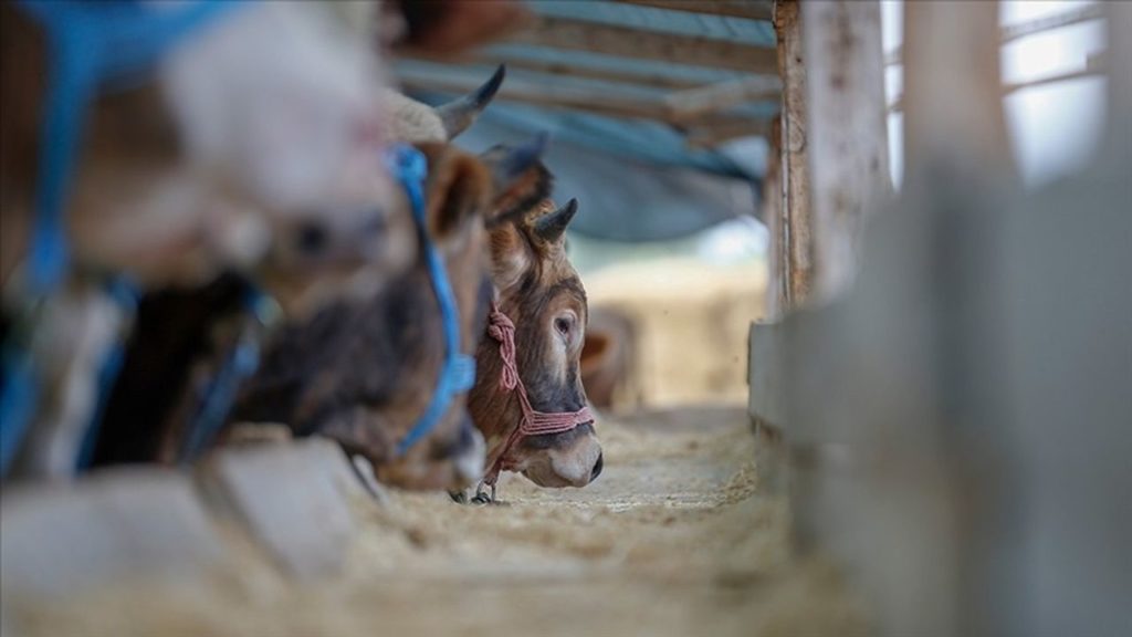 Bayram Öncesi Hayvan Nakline Sıkı Denetim ve Yeni Kurallar