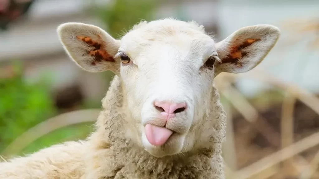 TİGEM, 700 Küçükbaş Hayvan Satışı İçin İhale Düzenliyor