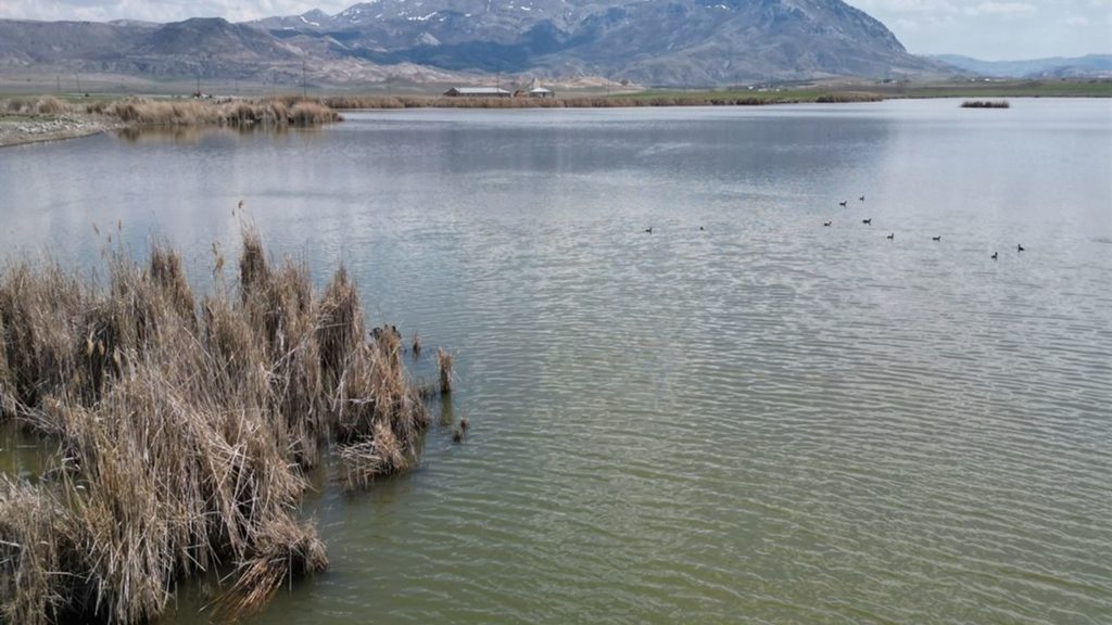 Ulaş Gölü’nde Su Seviyesi ve Kuş Varlığında Son Durum