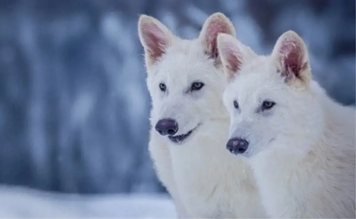 Ulukurtlar Geri Döndü: Colossal Biosciences’ın Başarısı