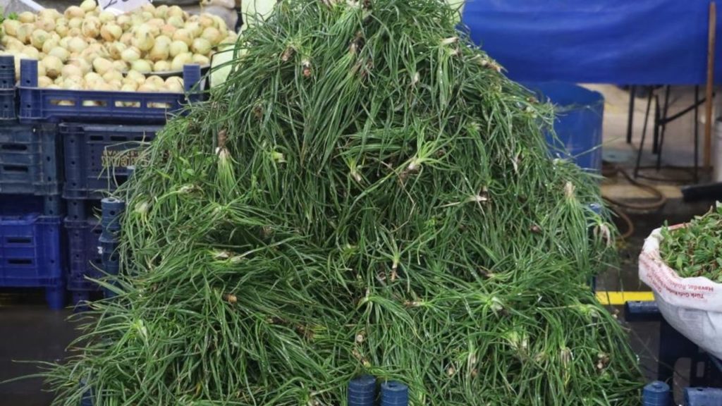 Yemlik Otunun Bahar Müjdesi: Doğadan Taze Çıkıyor
