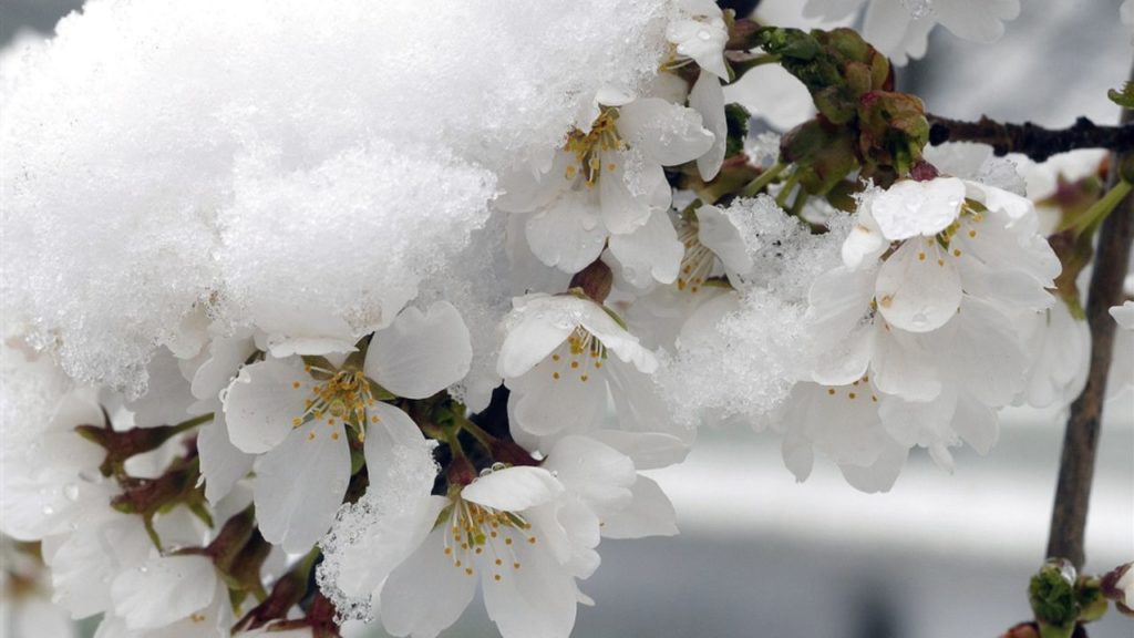 Zirai Don Uyarısı: Soğuk Hava Etkili Olmaya Devam Ediyor