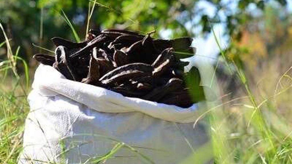 Alanya Keçiboynuzu Coğrafi İşaretle Tescillendi