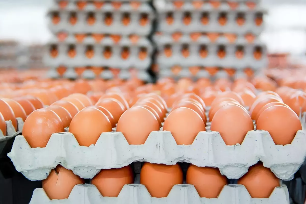 Almanya’da Kahverengi Yumurta Üretimi ve Satışında Değişiklikler