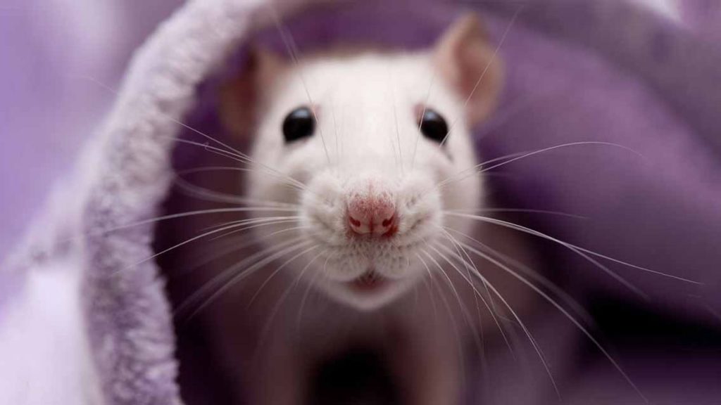 Boston Şehrinde Fareler ve Leptospiroz Tehlikesi Artıyor