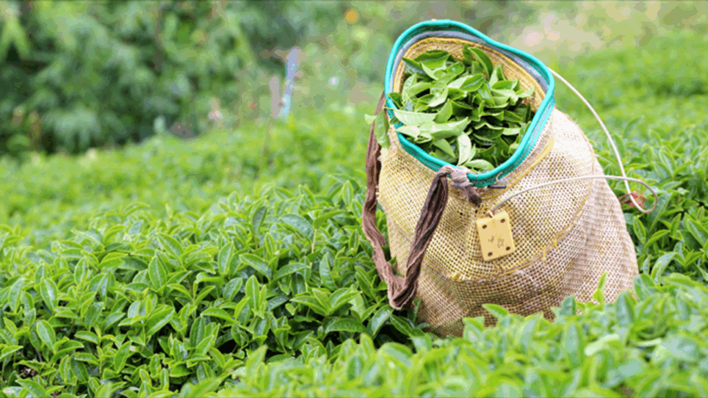 Çaykur’dan yaş çay alımlarında yeni düzenleme ve stok uyarısı