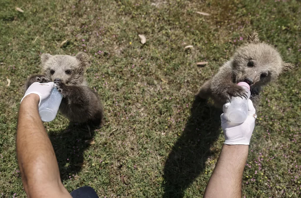 Hafik’te Bulunan Bozayı Yavruları Doğa Parkı’nda Tedavi ve Bakım Altında