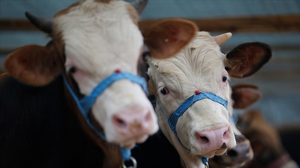 İlimizde Şap Hastalığına Karşı Gelişmiş Önlemler Alınıyor