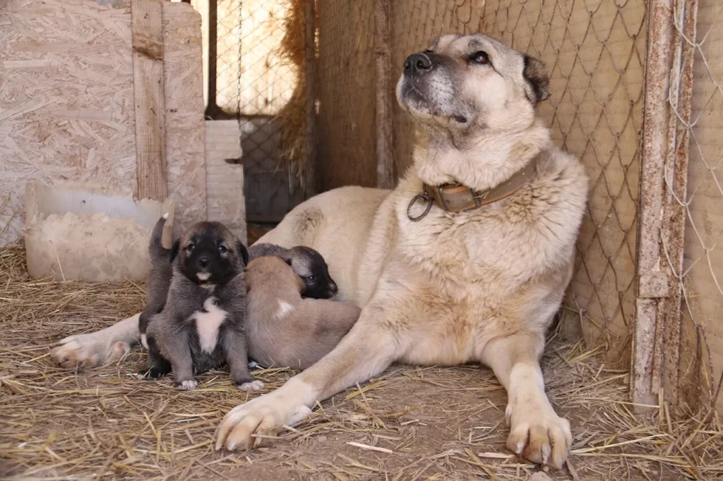 Kangal Köpeklerinin Anneliği ve İçgüdüleri