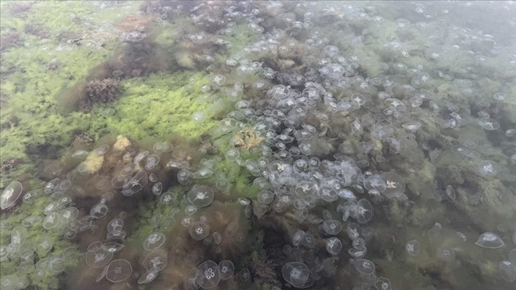 Karadeniz’de Denizanası Varlığında Artış Devam Ediyor