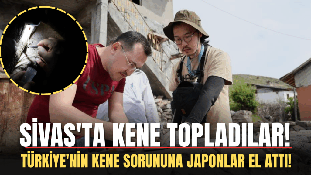 Kene Popülasyonunda Artış ve KKKA Riskleri Artıyor